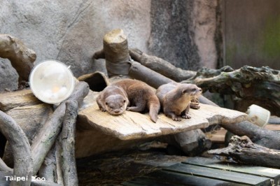 漂流木使用，例如動物園的小爪水獺冬天時會在活動場的漂流木樹穴中舒服地窩在一起互相取暖-臺北市立動物園提供 